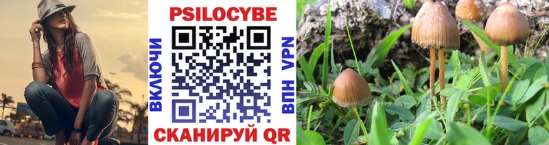 Псилоцибиновые грибы Psilocybe  Сковородино 